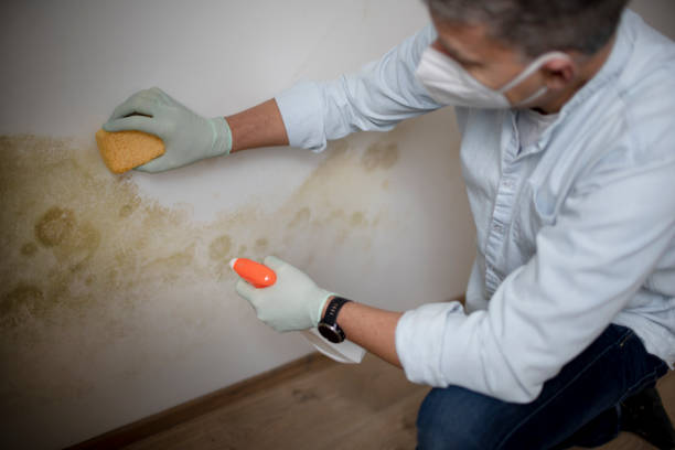 South Nyack, NY Mold Remediation Company