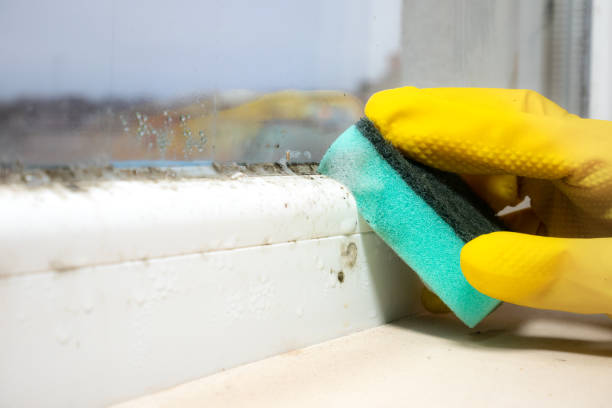Best Mold Testing and Inspection Services in South Ack, NY