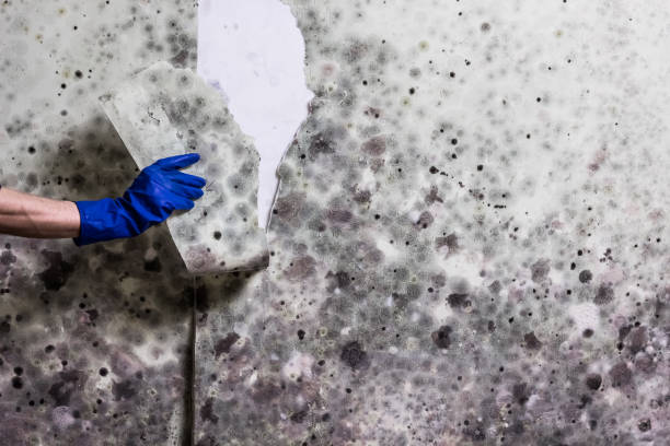 Best Post-Flood Mold Remediation in South Ack, NY