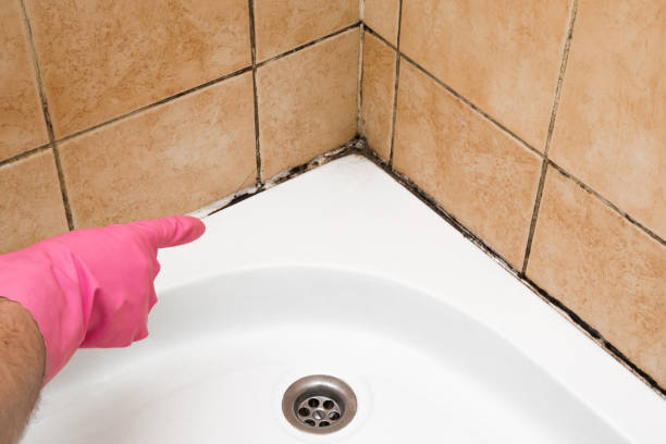 Best Attic Mold Remediation in South Ack, NY