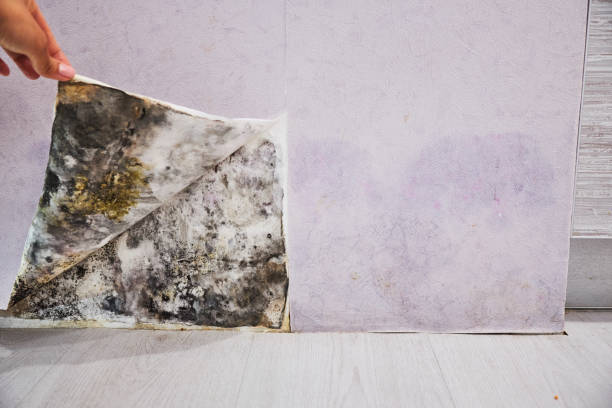 Best Basement Mold Remediation in South Ack, NY